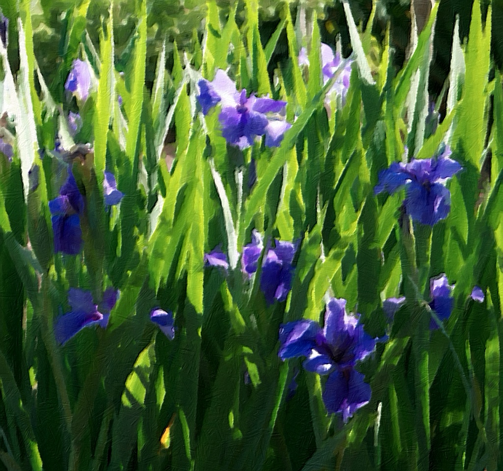 Irises by eudora