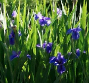 14th Apr 2011 - Irises