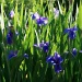 Irises by eudora