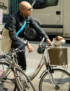 17th Apr 2011 - Just for fun: The cool dog in Milan