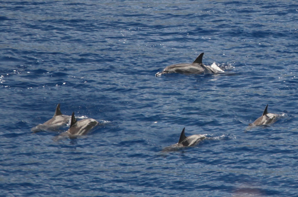 dolphins cavorting in Flying Fish Cove- another reason to appreciate living here by lbmcshutter