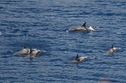 18th Apr 2011 - dolphins cavorting in Flying Fish Cove- another reason to appreciate living here