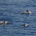 dolphins cavorting in Flying Fish Cove- another reason to appreciate living here by lbmcshutter