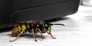 18th Apr 2011 - Wasp