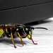 Wasp by sarahhorsfall