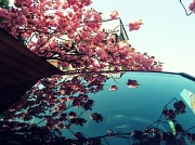 18th Apr 2011 - Blossom