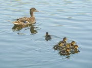18th Apr 2011 - Ducklings. "I'm telling Mum of you!"