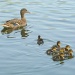 Ducklings. "I'm telling Mum of you!" by dulciknit
