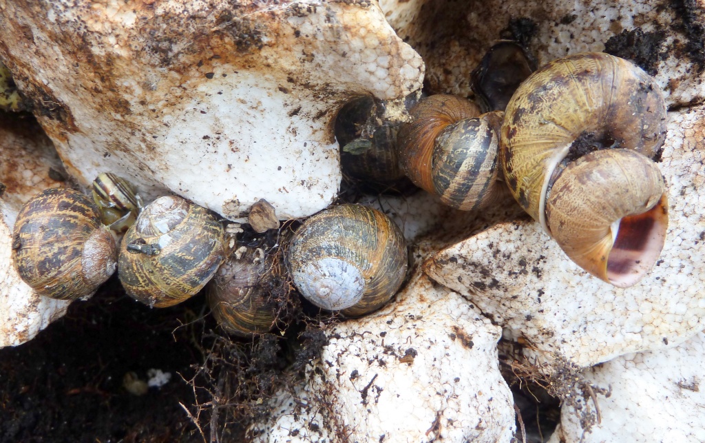 Snail shells #2 by dulciknit