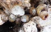 18th Apr 2011 - Snail shells #2