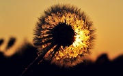 18th Apr 2011 - Dandelion Sun 