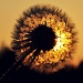 Dandelion Sun  by andycoleborn
