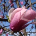 Last Tulip Tree Photo, I Promise by herussell