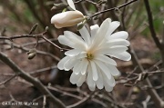 18th Apr 2011 - Star Magnolia Blossom