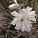 Star Magnolia Blossom by falcon11