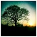 Tree at Dusk by andycoleborn