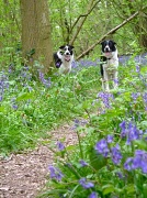 18th Apr 2011 - In and Out The Dusty Bluebells...