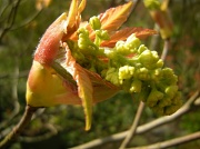 18th Apr 2011 - Acer blooming