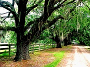 19th Apr 2011 - Live Oaks in the Old South