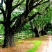 Live Oaks in the Old South by vernabeth