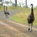 Emu With Chicks by ubobohobo