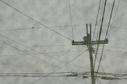 18th Apr 2011 - Bird on a Wire