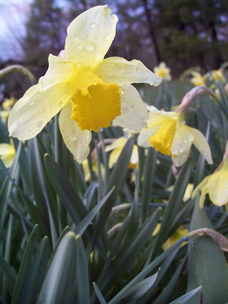 Daffodil by julie