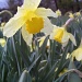 Daffodil by julie