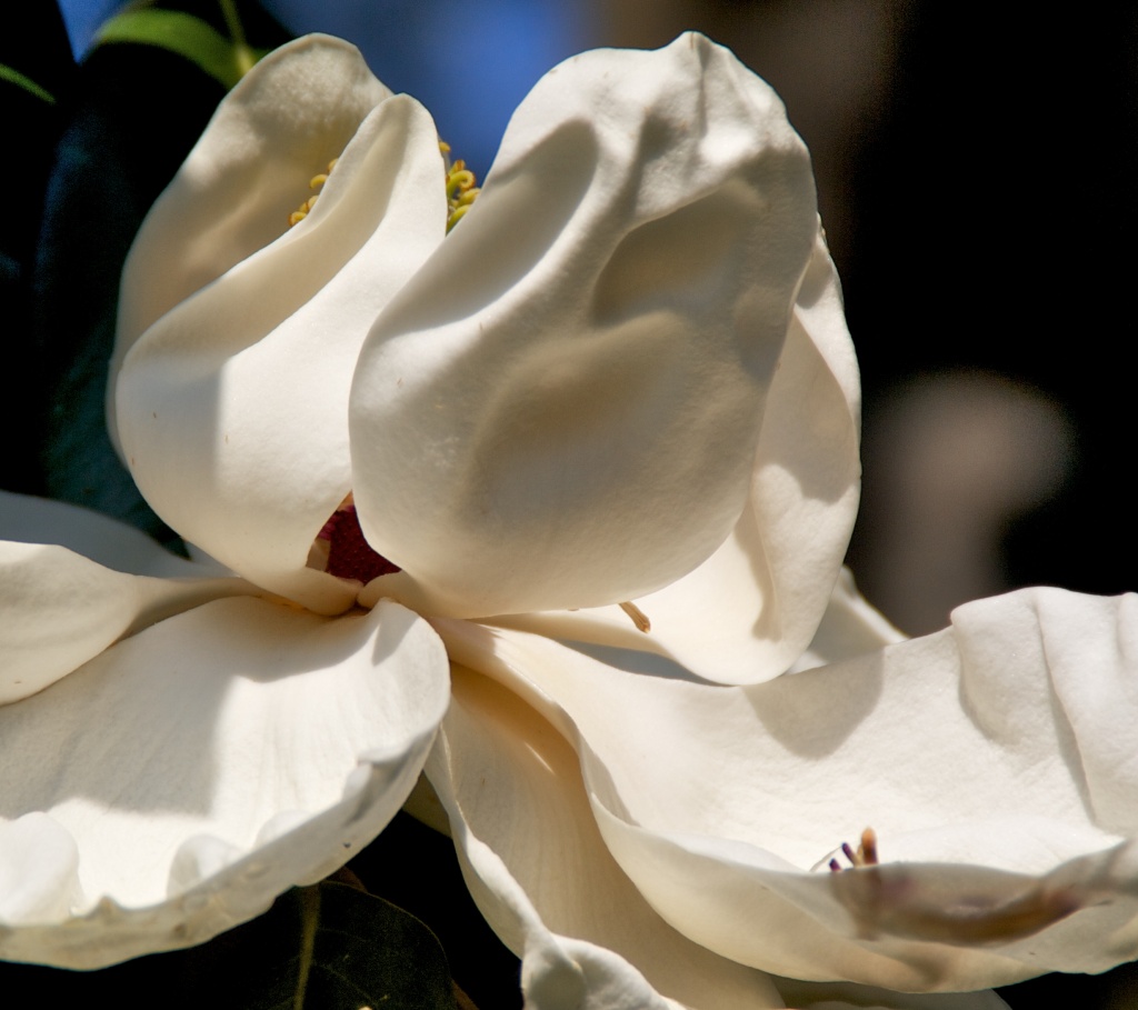 Magnolia by eudora