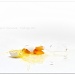 Eggsplosion by aikiuser