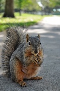 15th Apr 2011 - You Say You Like Squirrels...