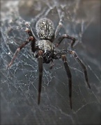 19th Apr 2011 - Black house spider