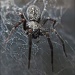 Black house spider by alia_801