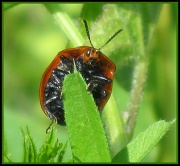 19th Apr 2011 - Hello Miss Ladybug!