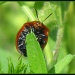 Hello Miss Ladybug! by cjwhite