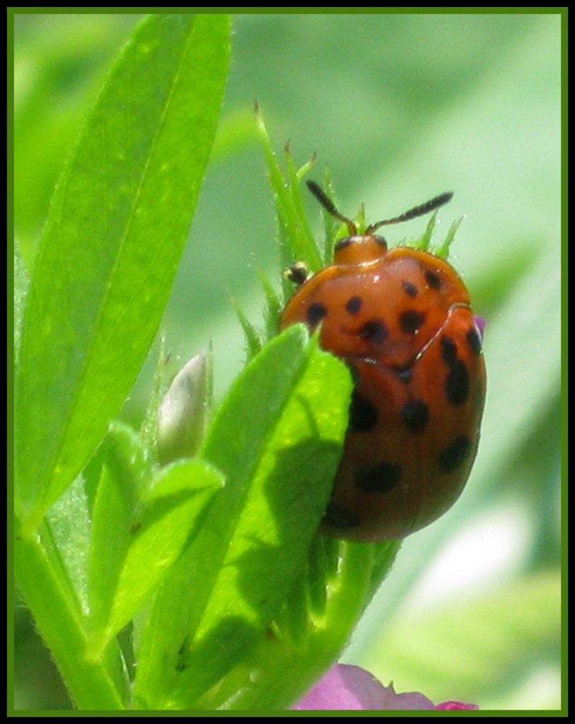 Miss Ladybug by cjwhite