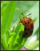 19th Apr 2011 - Miss Ladybug