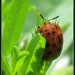 Miss Ladybug by cjwhite