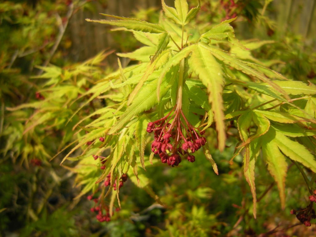 Acer blooming 2 by pyrrhula