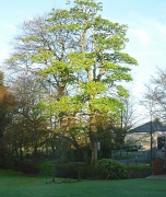 19th Apr 2011 - beech tree