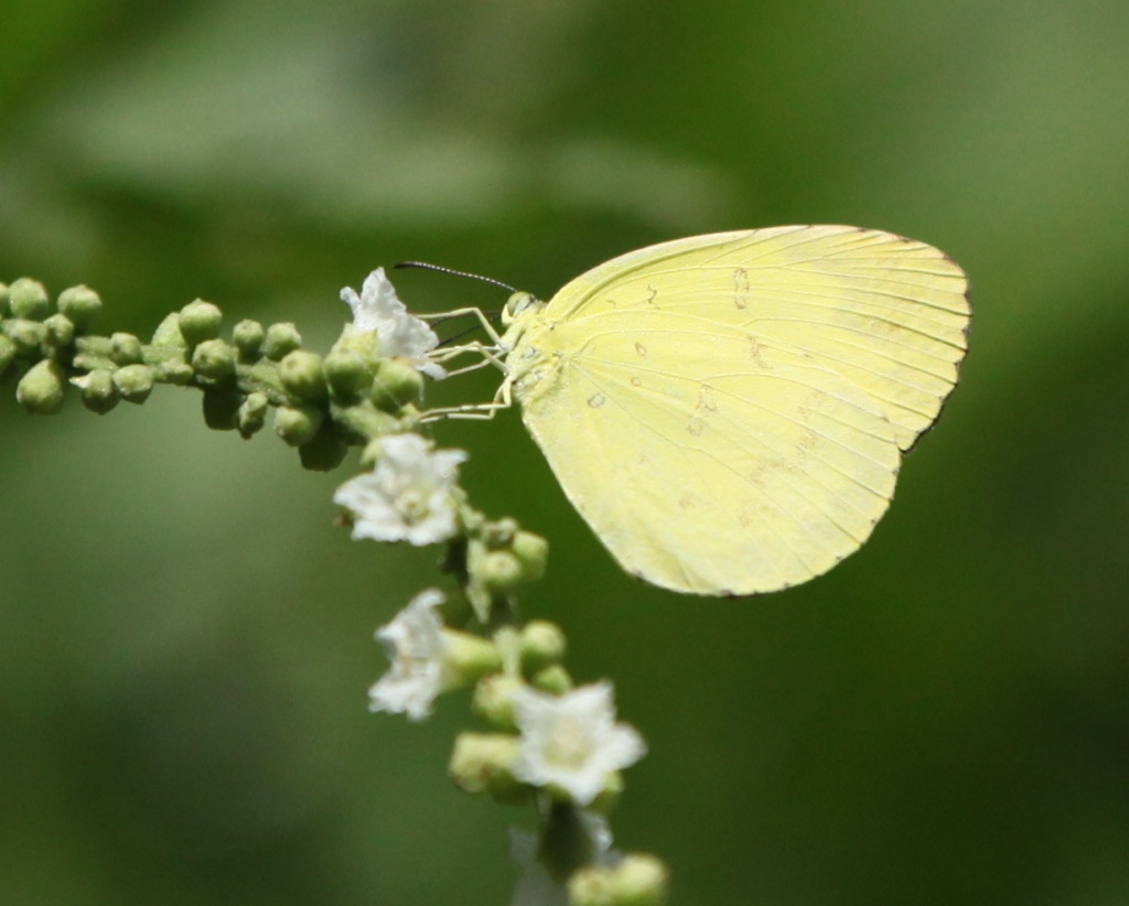 I think this is Lemon Migrant Butterfly - Catopsilia pomona by lbmcshutter