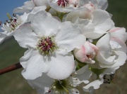 13th Apr 2011 - Blossom