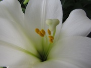 19th Apr 2011 - Easter Lily