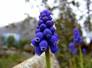 19th Apr 2011 - Grape Hyacinth