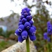 Grape Hyacinth by lauriehiggins