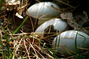 19th Apr 2011 - Three Eggs But. . . .