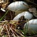Three Eggs But. . . . by kerristephens