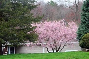 19th Apr 2011 - Poconos has Spring