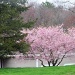 Poconos has Spring by hjbenson