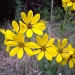 Texas wildflowers by ldedear